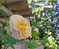 Emily Brontë rose photo