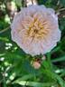 Emily Brontë rose photo