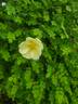 Cantabrigiensis rose photo