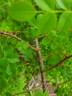 Cantabrigiensis rose photo