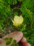 Cantabrigiensis rose photo