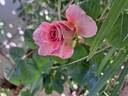 Eisvogel rose photo