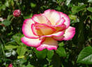 Händel rose photo