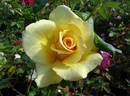 Hotel California rose photo