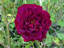 Purple Lodge rose photo