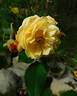 Jeri Jennings rose photo