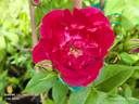 Papa Gontier rose photo