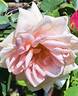 Paul Lédé Cl. rose photo