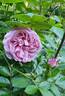 Mrs. B.R. Cant rose photo