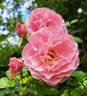 Côté Jardins rose photo