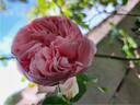 L'Alhambra rose photo