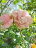 L'Alhambra rose photo