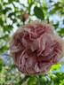 L'Alhambra rose photo