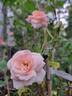 Bordure Nacrée ® rose photo
