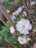 Francine Austin rose photo