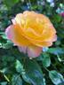 Rosa del Camino de Santiago ® rose photo