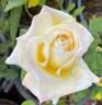 Angel Kisses rose photo