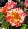 Alfred Sisley ™ rose photo