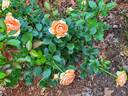 Double Ambre rose photo