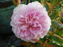 Silas Marner rose photo