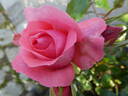Special Anniversary rose photo