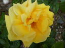 Marco Polo rose photo