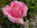 Special Anniversary rose photo