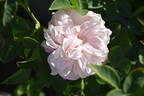 Onkaparinga rose photo