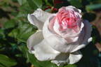 Poetry rose photo