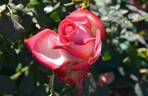 Neue Revue ® rose photo