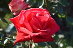 Camp David rose photo