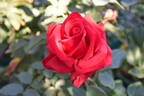 Our Sacha rose photo