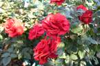 Good Samaritan rose photo