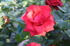 Good Samaritan rose photo