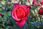 Good Samaritan rose photo