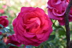 Good Samaritan rose photo