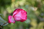 Daily Sketch rose photo