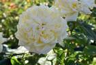 Limelight rose photo