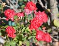 Rödhätte rose photo