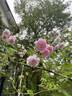 Blush Noisette rose photo