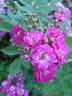 Belgian Beauty rose photo