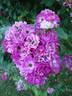 Belgian Beauty rose photo