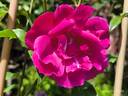 Papa Gontier rose photo