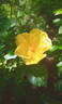 Easy Bee-zy ™ Knock Out ® rose photo