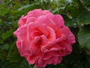 Kiss Me rose photo