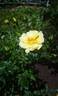 Lemon Splash! rose photo