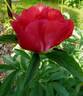 P. officinalis 'China Rose' peony photo