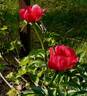 P. officinalis 'China Rose' peony photo