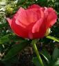 P. officinalis 'China Rose' peony photo
