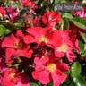 DIClikely rose photo